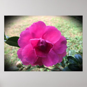 Camellia, poster