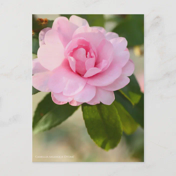 Camellia Sasanqua Otome Postcard Postcard Zazzle Com