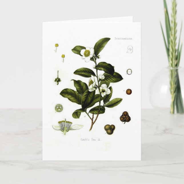 Camellia sinensis (tea) card (Front)