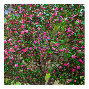 Camellia Tree in Bloom Painting Acrylic Print