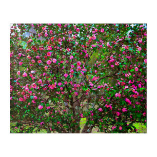 Camellia Tree in Bloom Painting Acrylic Print