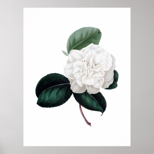 Camellia, white flower, botanical print (Front)
