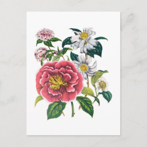 Camellias Postcard