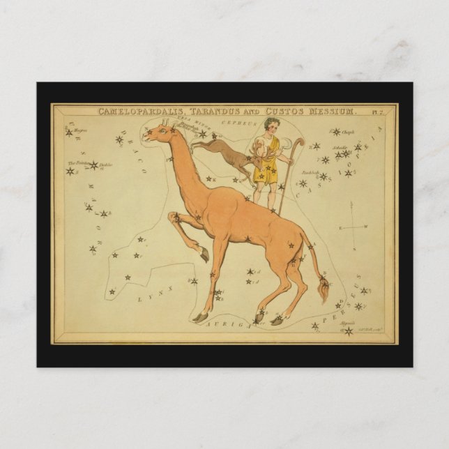 Camelopardalis (Giraffe) Tarandus, Custos Messium Postcard (Front)