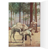 Camels (Inside (Left))
