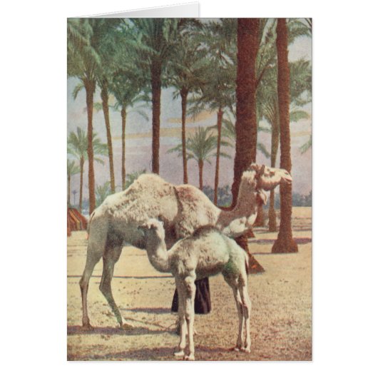 Camels (Front)
