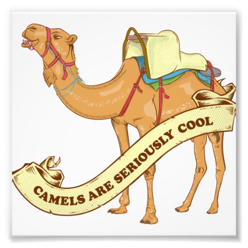 Camels are cool photo print