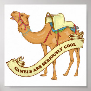 Camels are cool poster
