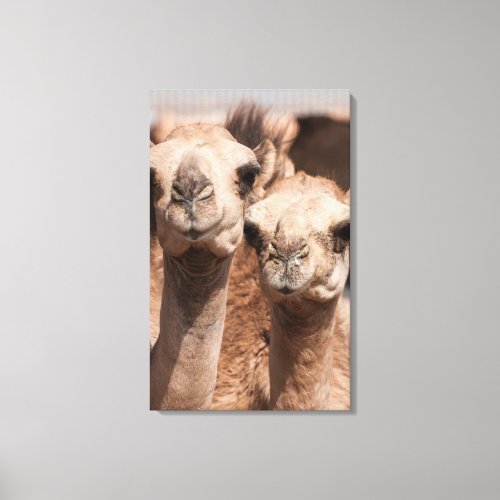 Camels at the Camel market in Al Ain near Dubai Canvas Print