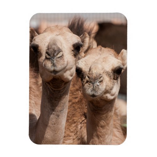 Camels at the Camel market in Al Ain near Dubai Magnet