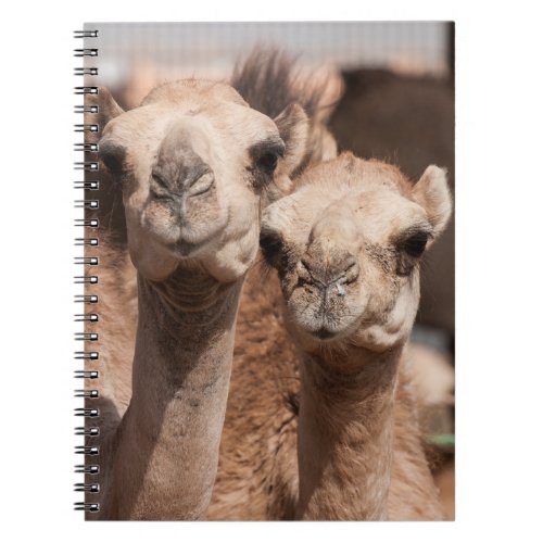Camels at the Camel market in Al Ain near Dubai Notebook