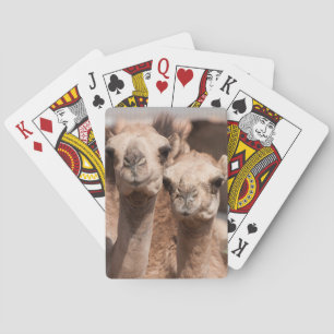 Camels at the Camel market in Al Ain near Dubai Poker Cards
