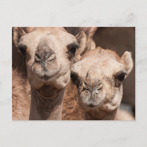 Camels at the Camel market in Al Ain near Dubai Postcard