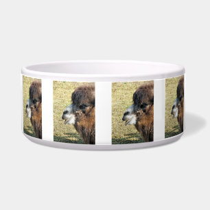 CAMELS BOWL
