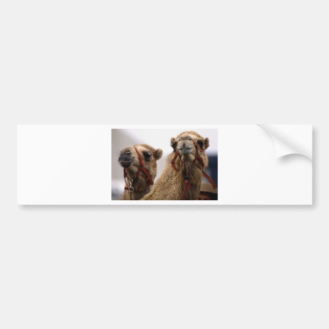 Camels Bumper Sticker (Front)