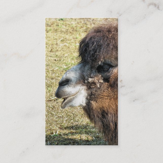 CAMELS BUSINESS CARD (Front)