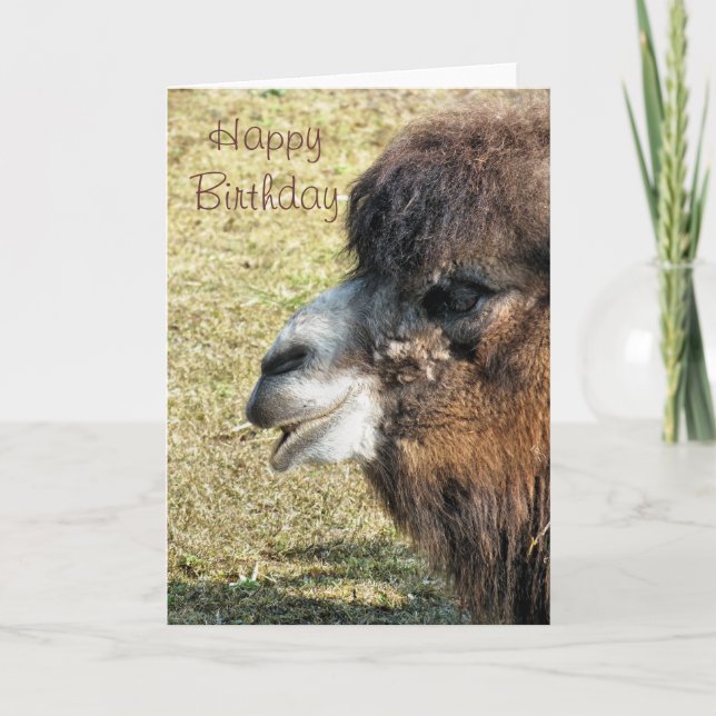 CAMELS CARD (Front)