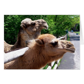 Camels Cards
