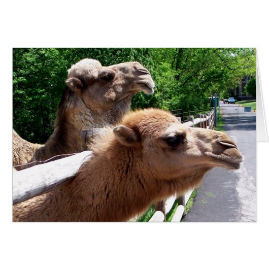 Camels Cards (Front Horizontal)