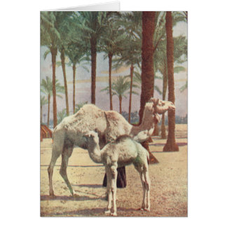 Camels Cards