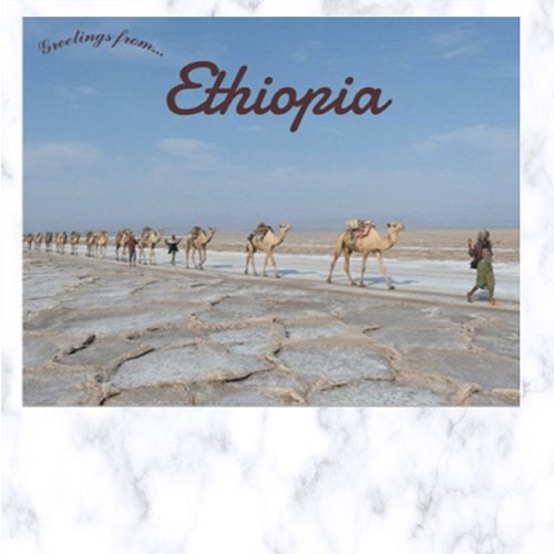 Camels Carrying Salt in Dancalia Ethiopia Postcard
