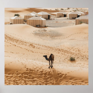 Camels Glamping: Moroccan Desert Luxury Poster