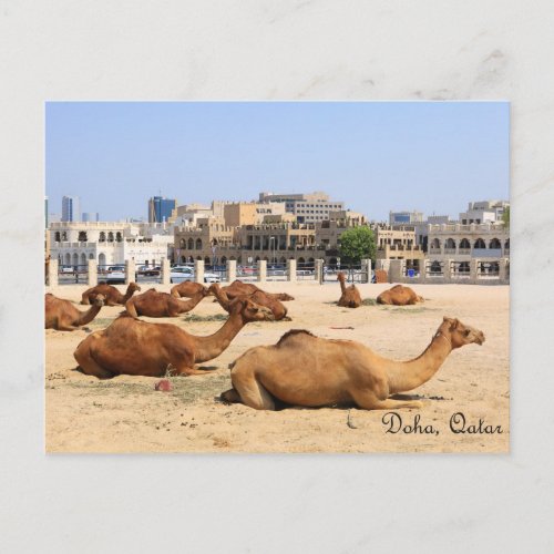 Camels in Doha Postcard