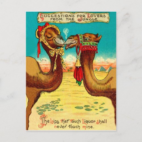 Camels in love funny vintage St Valentines Postcard