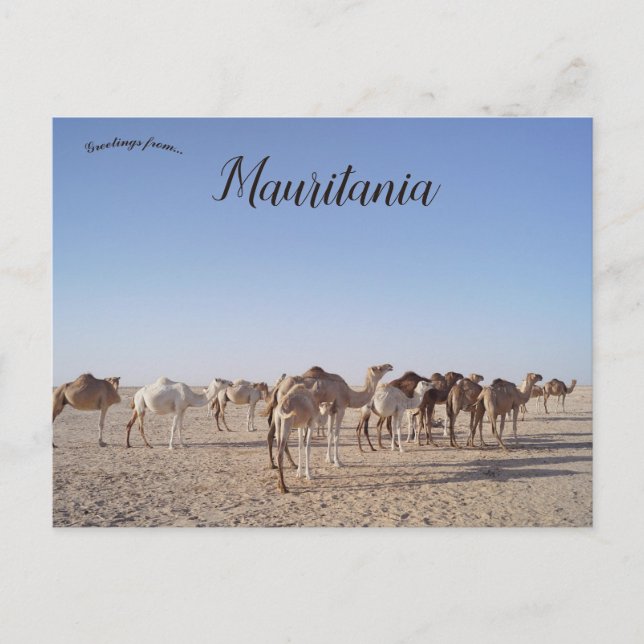 Camels in Mauritania  Postcard (Front)