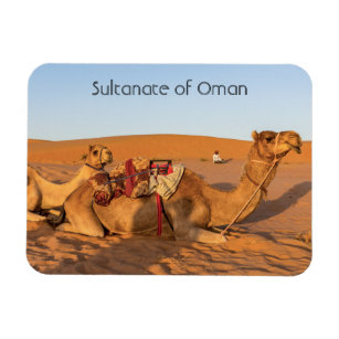 Camels in Oman desert Magnet