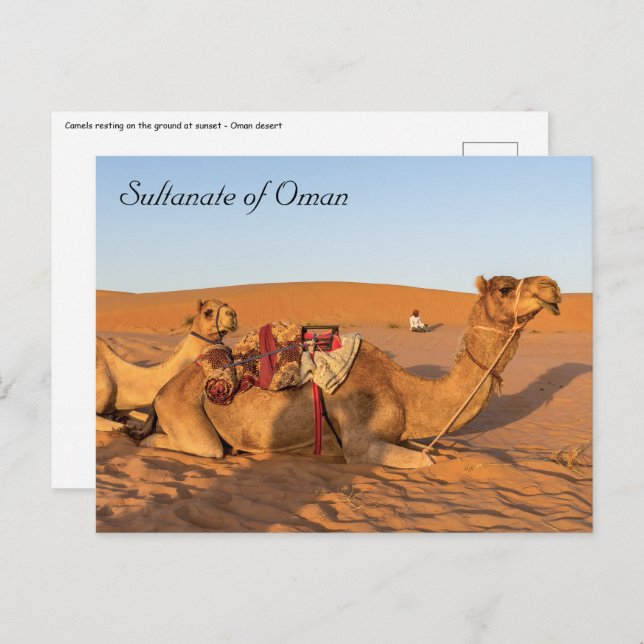Camels in Oman desert Postcard (Front/Back)