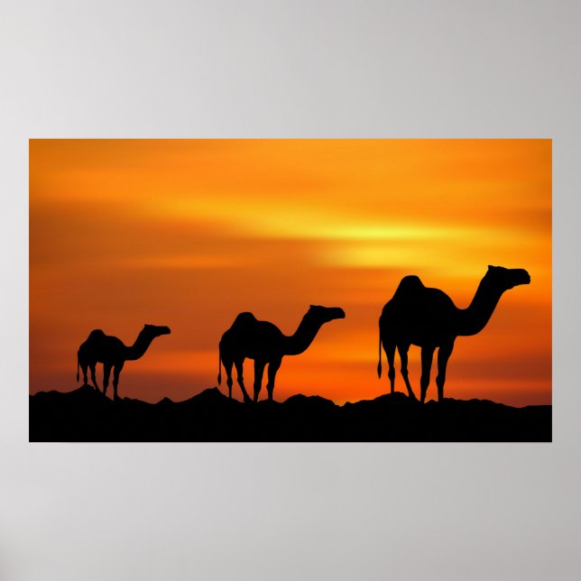 Camels in Sunset Poster (Front)