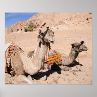 Camels in the desert at St. Catherine's. Egypt Poster