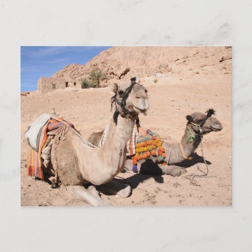 Camels in the desert at St Catherines Postcard