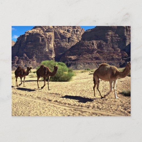 Camels in the desert of Wadi Rum Jordan Desert Postcard