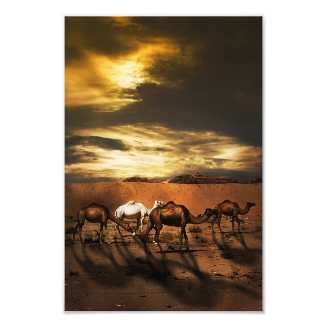 Camels in the desert photo print (Front)