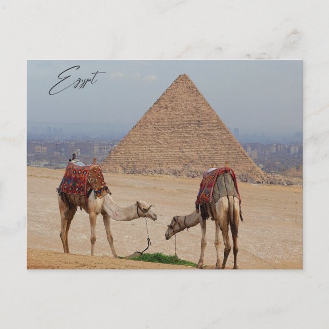 Camels in the desert postcard (Front)