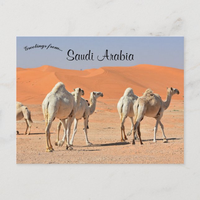 Camels in the Desert Saudi Arabia Postcard (Front)