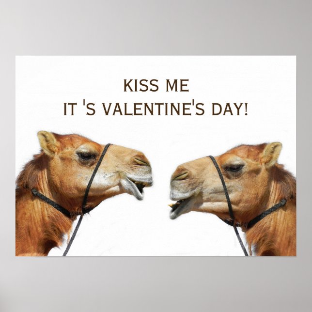 Camels Kissing Funny Poster (Front)