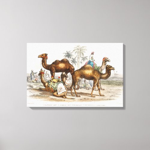 Camels of India Vintage Illustration 1820 Canvas Print