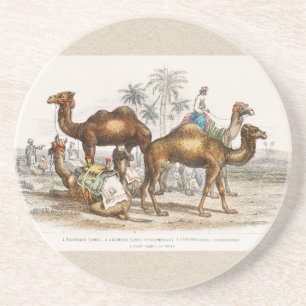 Camels of India Vintage Illustration, 1820 Coaster