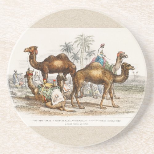 Camels of India Vintage Illustration 1820 Coaster