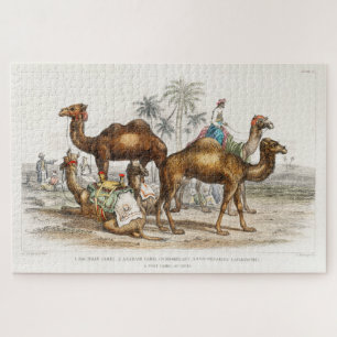 Camels of India Vintage Illustration, 1820 Jigsaw Puzzle