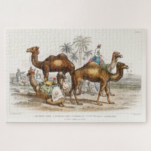 Camels of India Vintage Illustration 1820 Jigsaw Puzzle