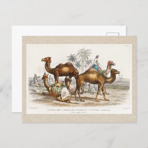 Camels of India Vintage Illustration 1820 Postcard