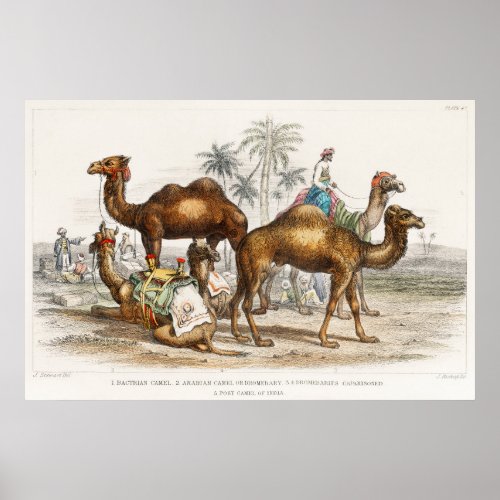 Camels of India Vintage Illustration 1820 Poster