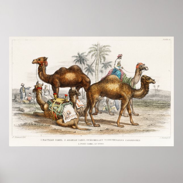Camels of India Vintage Illustration, 1820 Poster (Front)