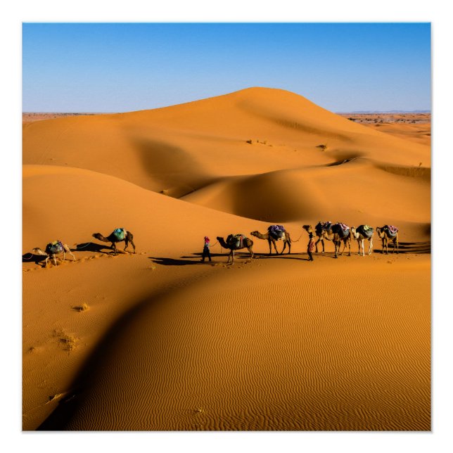 camels on desert under blue sky poster (Front)