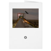 Camels On The Road To Wonderland, Mothers Day (Back)