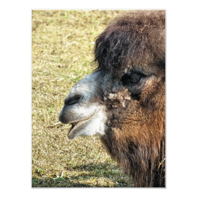 CAMELS PHOTO PRINT (Front)